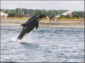 Point Roberts Things to do Orca